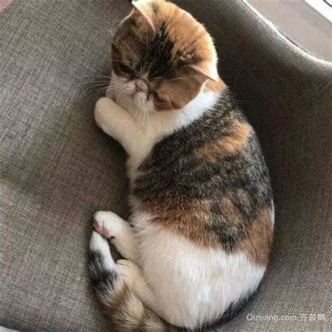 黑猫进家|陌生猫进家门吉利还是不吉利？猫咪进家是什么预兆